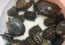 Nhà chùa nhờ kiểm lâm thả về tự nhiên 114 con rùa do khách phóng sinh